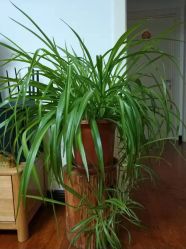 -梵未理疗瑜伽工作室