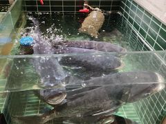 -黄山老妈·土菜(碧桂园店)