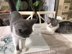-吉丁鸟咖·异宠·寄养