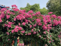 -贡湖湾湿地公园