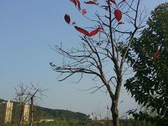 android_upload_pic-琴亭湖公园