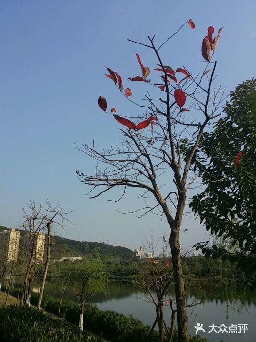 琴亭湖公园android_upload_pic图片