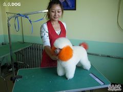 -优缇多格专业宠物美容师培训学校