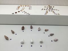 -青岛贝壳博物馆