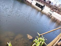 -重庆彩云湖湿地公园