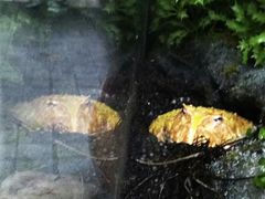-自然博物馆(地铁站)