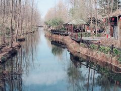 -合肥滨湖国家森林公园