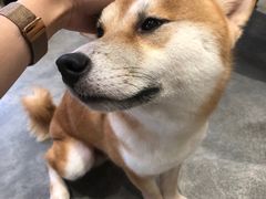 -more than meow吴止猫主题餐厅(承德 中船汇店)