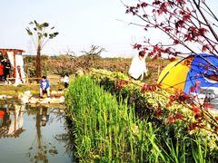 -樂桃源奉贤黄桃种植采摘基地