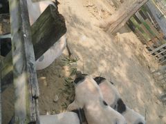 -田园东方蜜桃村的田野营地