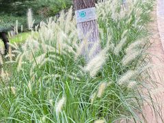 -大兴滨河森林公园