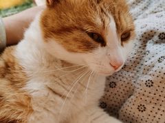 -暖阳宠物医院·犬猫康复中心·骨科