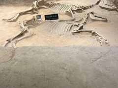 -洛阳周王城天子驾六博物馆