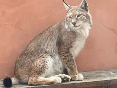 -青藏高原野生动物园
