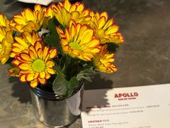 -Apollo·西班牙小酒馆(安福路店)