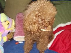 -乖乖乐动物医院(小汤山分院)