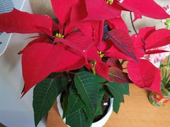 -秦美花卉(天朗·莱茵小城2期店)