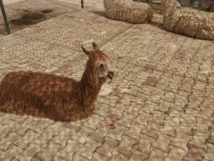 -新疆天山野生动物园