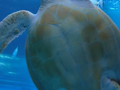 -太平洋海底世界