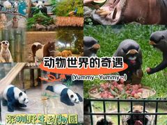 -深圳野生动物园