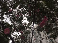 -新湖明珠城