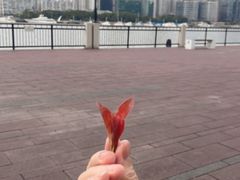 -上海凯宾斯基大酒店