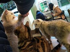 -李小姐の猫咖啡馆(五角场店)