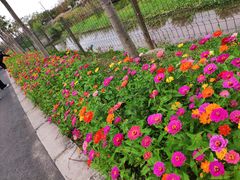 -上海长兴岛郊野公园