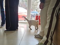 -宠福鑫康馨动物医院·骨科·眼科