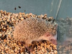 -中环花鸟鱼虫市场