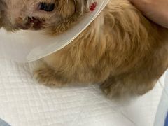 -爱诺耐芙动物医院(万博店)