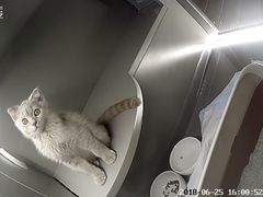 -猫大福·Fortune Cat猫舍(百子湾店)