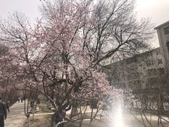 -桃花堤公园
