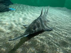 -上海海洋水族馆