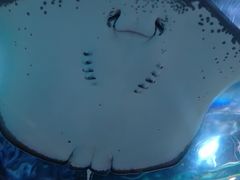 -大连圣亚海洋世界