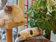 -猫小院猫主题餐厅(南锣旗舰店)
