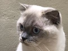 -藏猫猫咖啡主题馆(中央大道店)