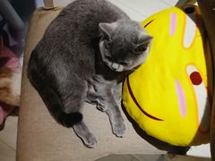 -喵的天空名猫咖啡馆·撸猫·猫舍·用品