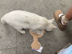 -BABIT巴比特宠物(MOMOPARK店)