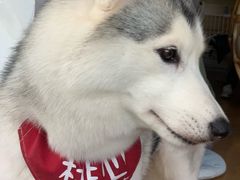 -Husky Go! 哈士奇体验馆·宠物咖啡厅狗咖