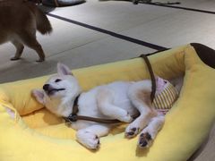 -逗柴咖啡屋·狗咖猫咖宠物桌游
