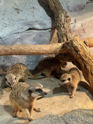 -Zoolung Zoolung动物主题公园(海信广场店)