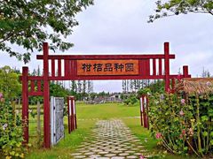 -上海长兴岛郊野公园