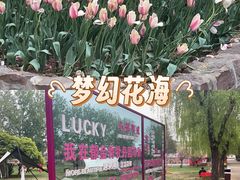 -洛阳郁金香牡丹园