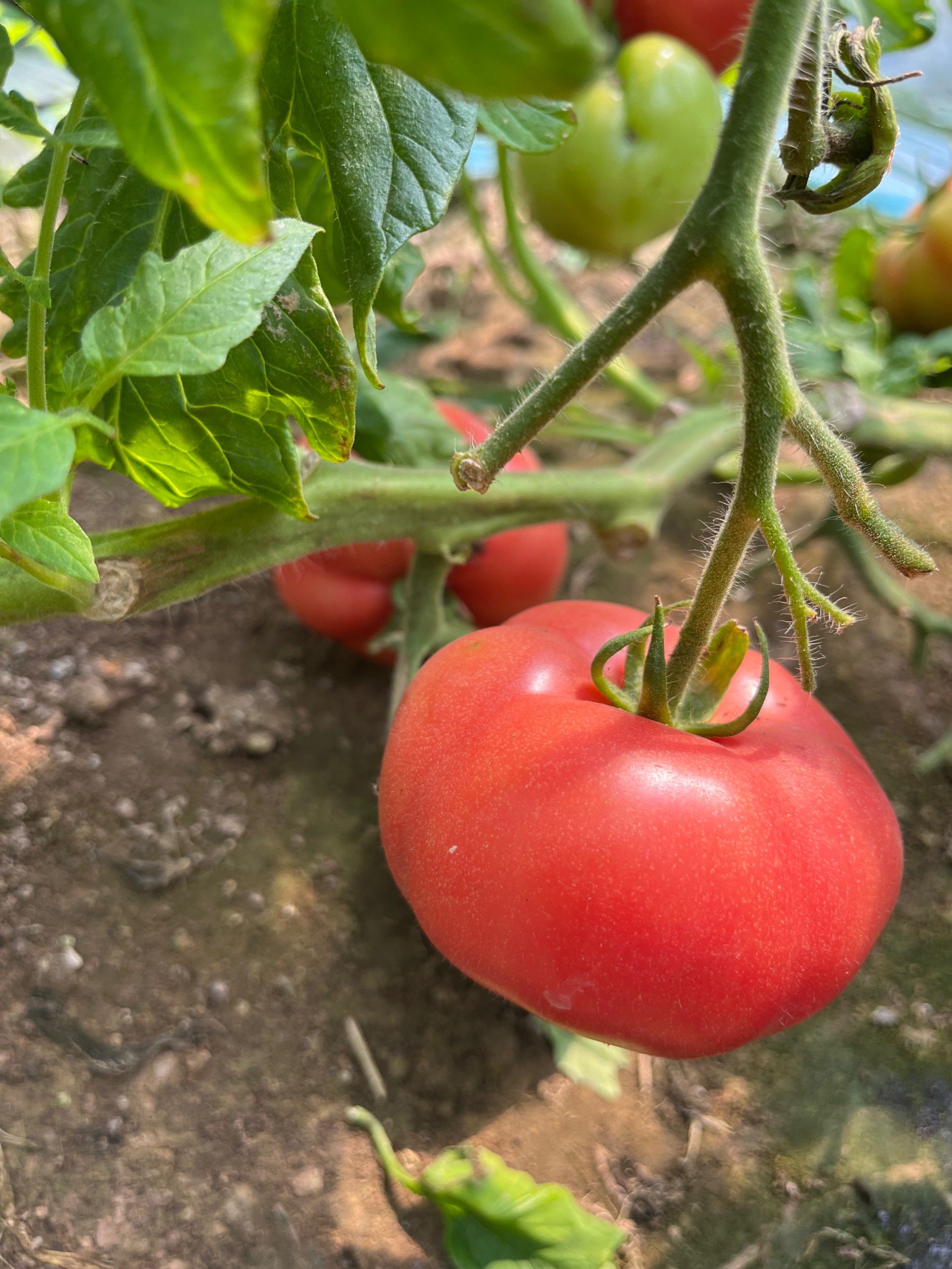 去三苏故里采摘西红柿