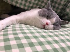 -东方名猫馆·英短金渐层布偶猫舍(环线广场1号楼店)