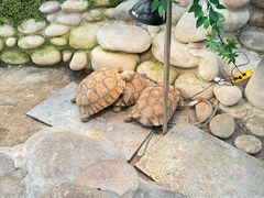 -南宫五洲植物乐园