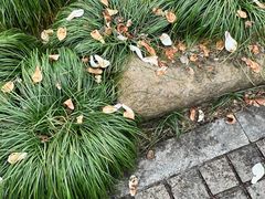 -杭州植物园