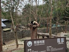 -都江堰中华大熊猫苑