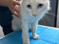 -伟伟宠物医院·CT影像中心·瑞派犬猫综合性门诊(汉口总院)